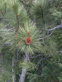 pinecone