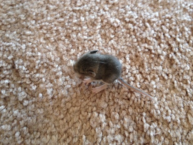 Day 7: Belly Over the&nbsp;Line