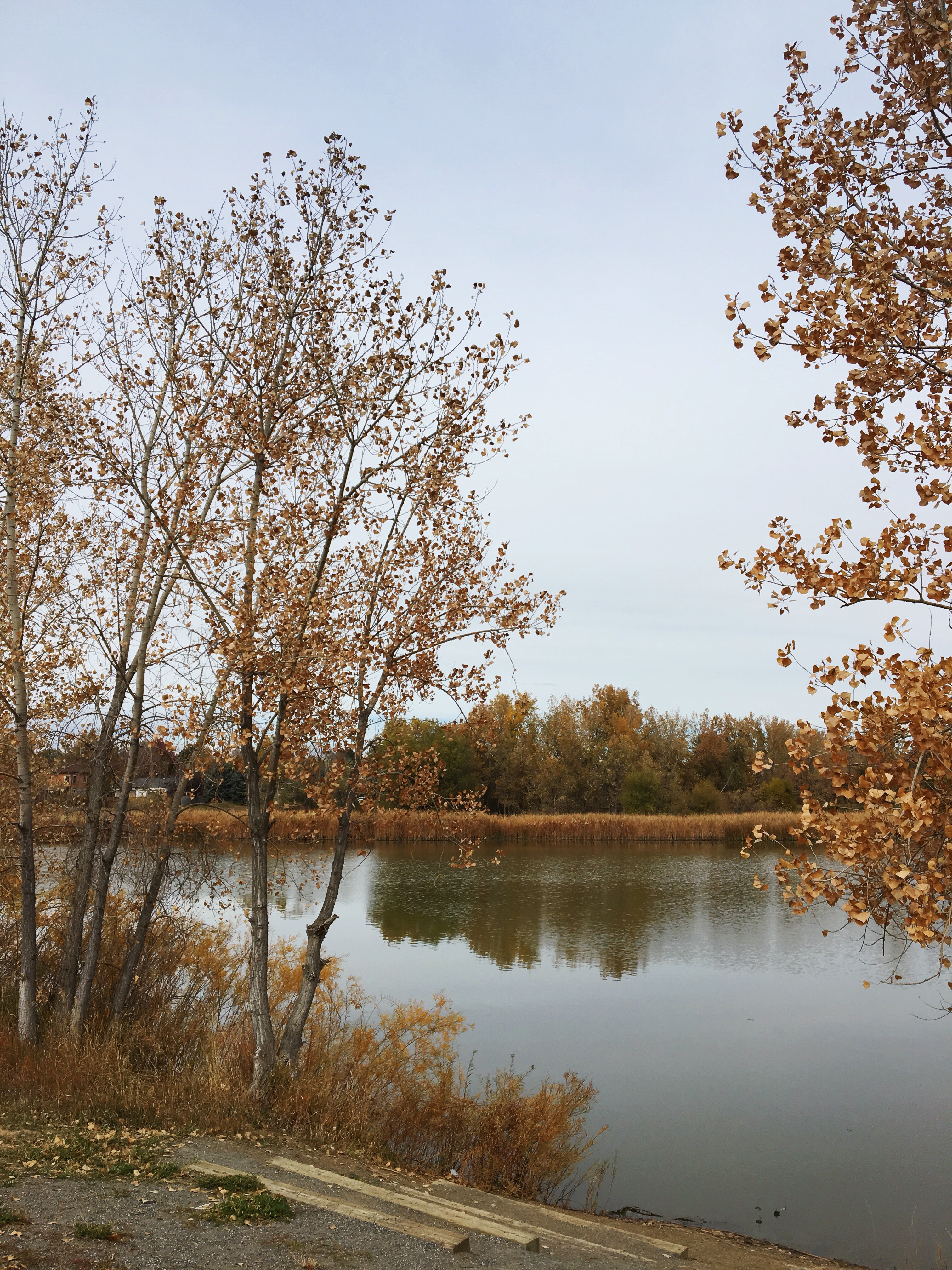 Trees at the side of a lake 